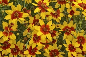 Coreopsis 'Curry Up' 
